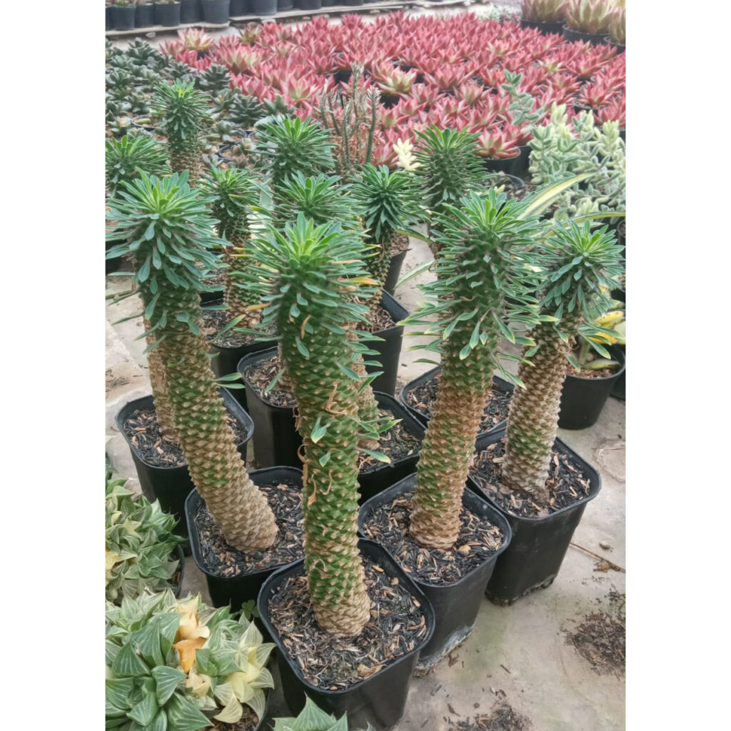 kaktus.id