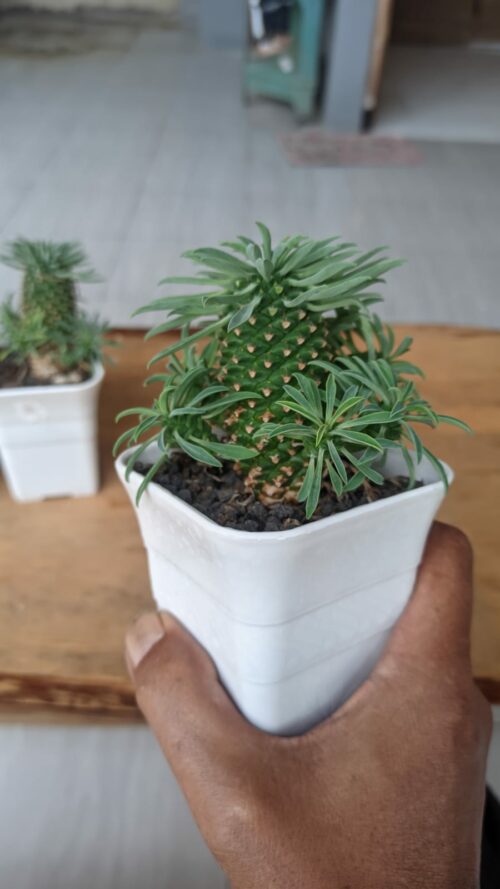 Euphorbia Kirin, real gallery image #6 plants. Picture taken directly from kaktus.id community Euphorbia farmer green houses.