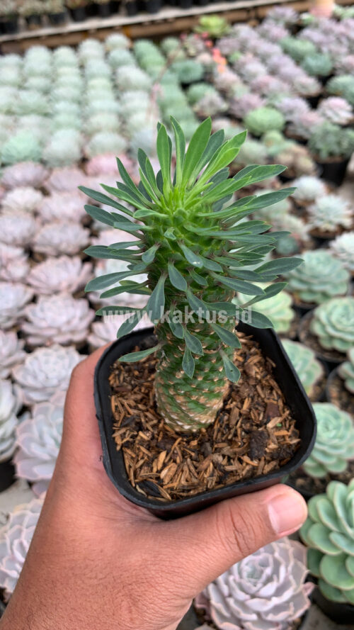 Euphorbia Kirin, real gallery image #7 plants. Picture taken directly from kaktus.id community Euphorbia farmer green houses.
