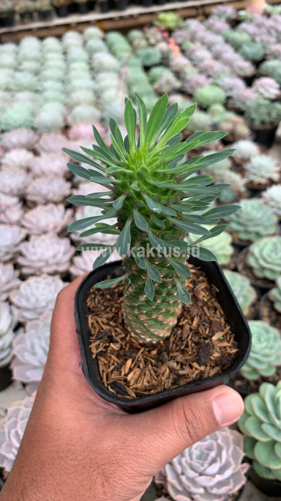 kaktus.id