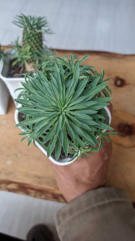 kaktus.id