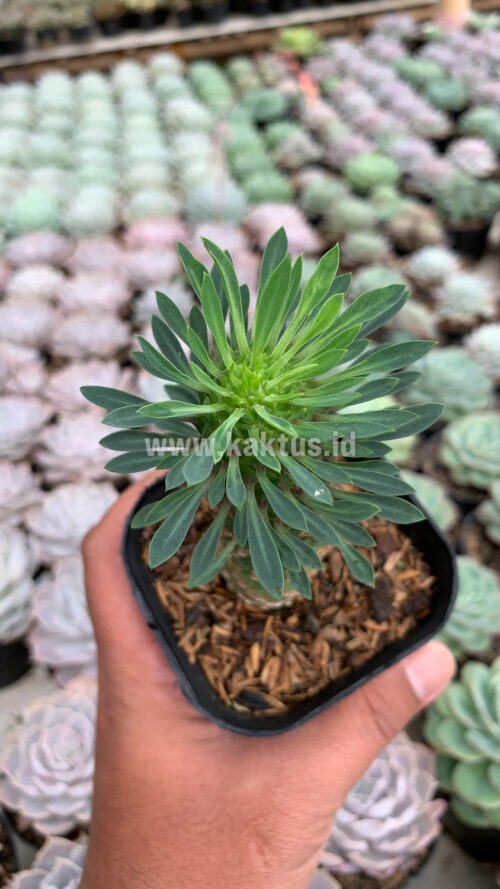 Euphorbia Kirin, real gallery image #5 plants. Picture taken directly from kaktus.id community Euphorbia farmer green houses.