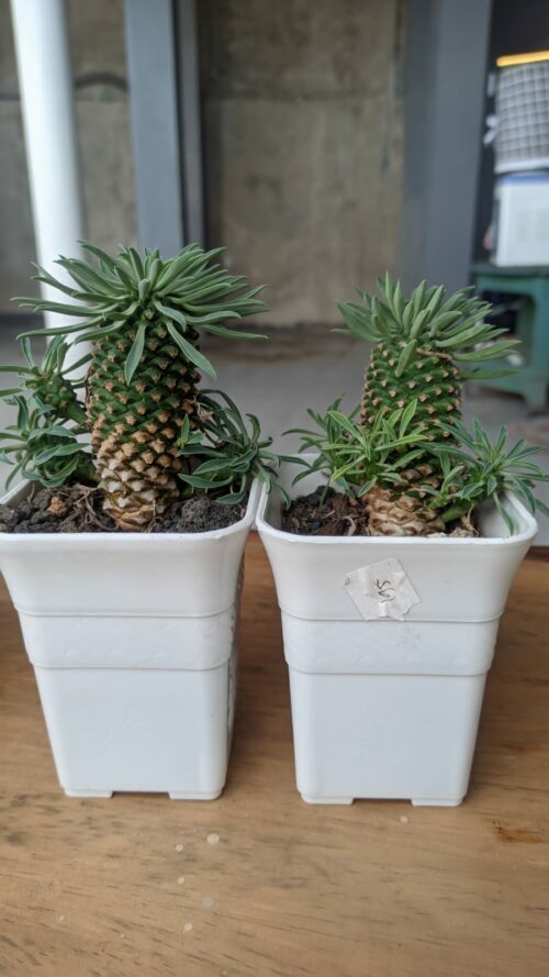Euphorbia Kirin, real gallery image #9 plants. Picture taken directly from kaktus.id community Euphorbia farmer green houses.