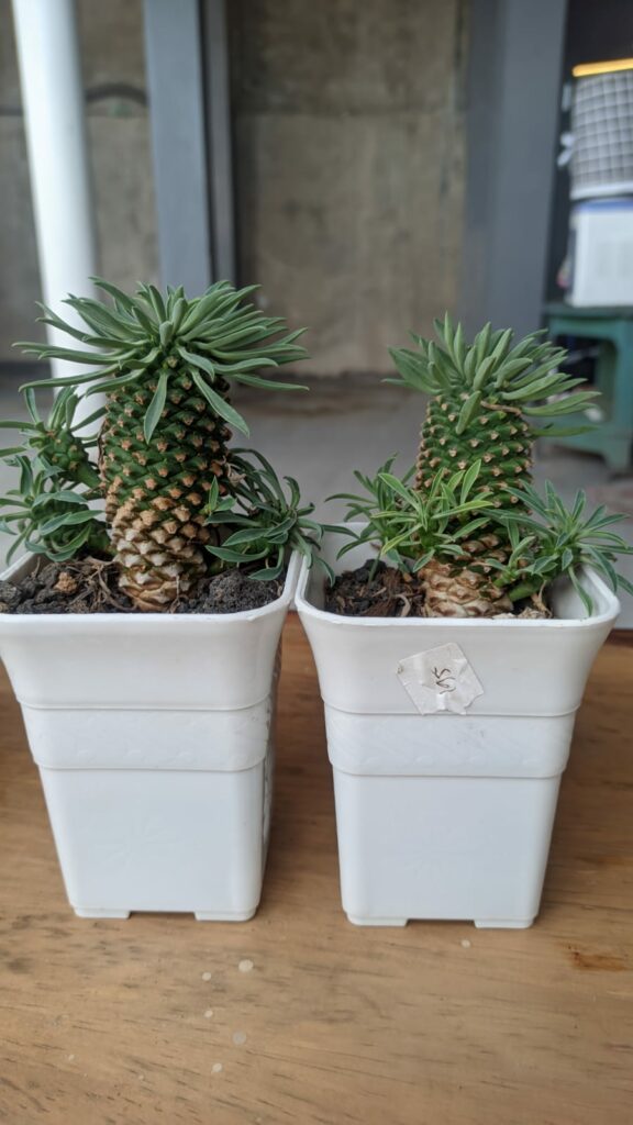 kaktus.id