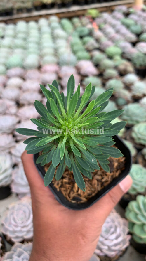 Euphorbia Kirin, real gallery image #3 plants. Picture taken directly from kaktus.id community Euphorbia farmer green houses.