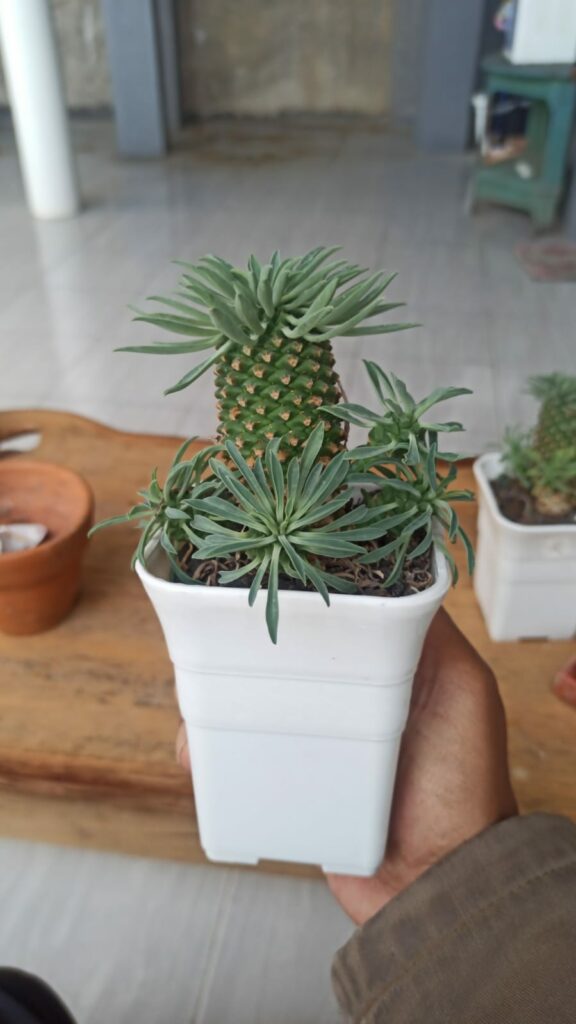 kaktus.id