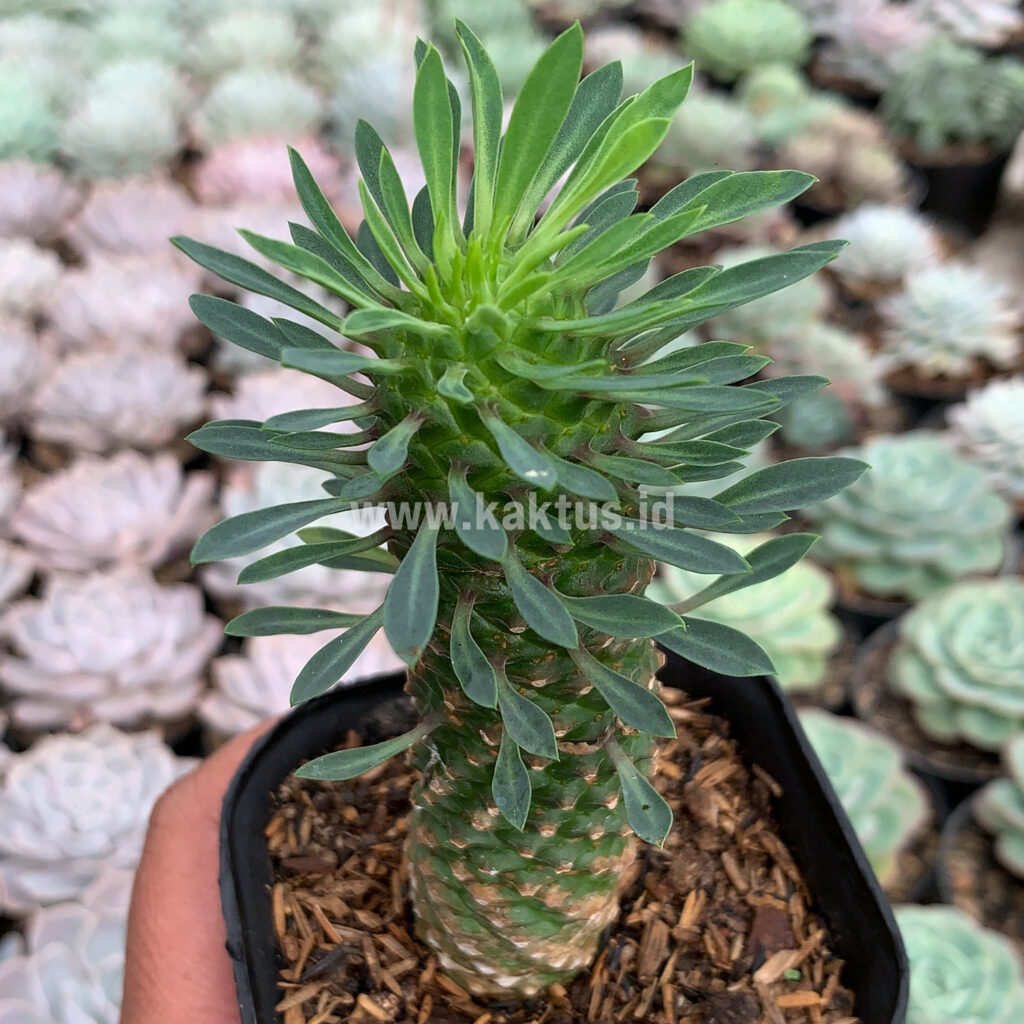 kaktus.id