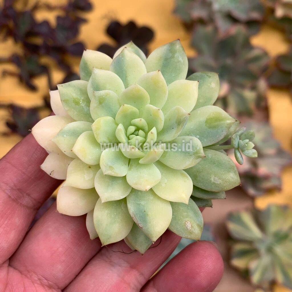 kaktus.id