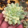 Echeveria Prolifica Variegated, real gallery image #2 plants. Picture taken directly from kaktus.id community Echeveria farmer green houses.