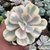 Echeveria Chantilly Mutation 'White Angel', real gallery image #19 plants. Picture taken directly from kaktus.id community Echeveria farmer green houses.