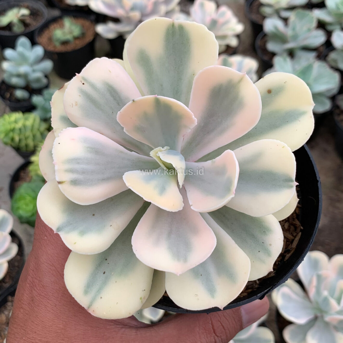 Echeveria Chantilly Mutation 'White Angel', real gallery image #7 plants. Picture taken directly from kaktus.id community Echeveria farmer green houses.