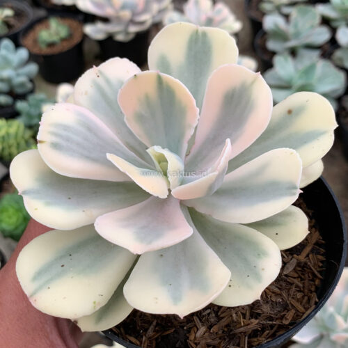 Echeveria Chantilly Mutation 'White Angel', real gallery image #3 plants. Picture taken directly from kaktus.id community Echeveria farmer green houses.