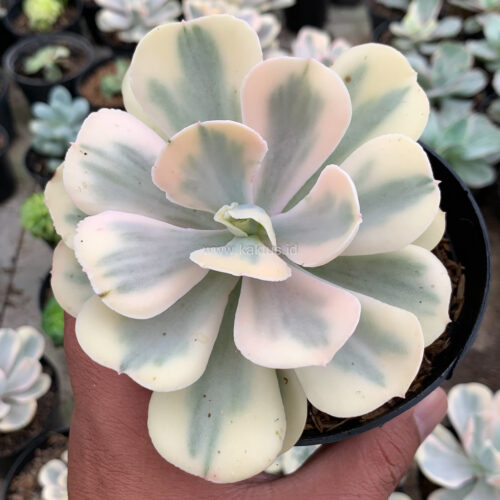 Echeveria Chantilly Mutation 'White Angel', real gallery image #18 plants. Picture taken directly from kaktus.id community Echeveria farmer green houses.