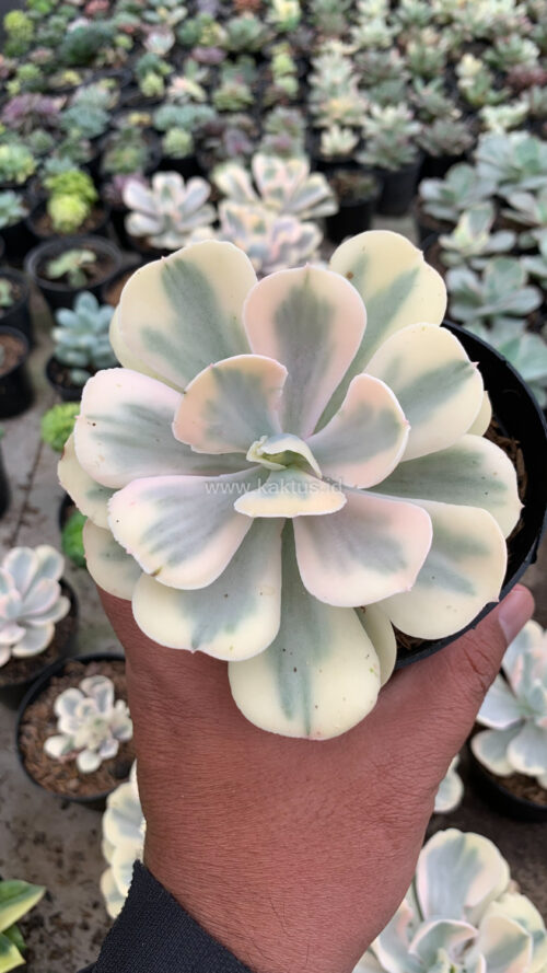 Echeveria Chantilly Mutation 'White Angel', real gallery image #4 plants. Picture taken directly from kaktus.id community Echeveria farmer green houses.