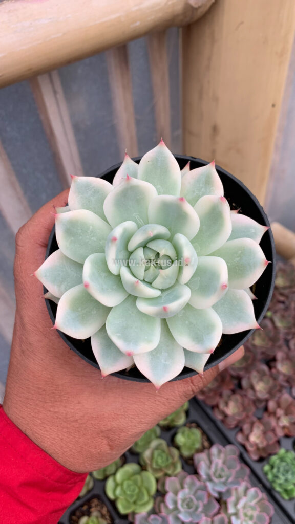 kaktus.id