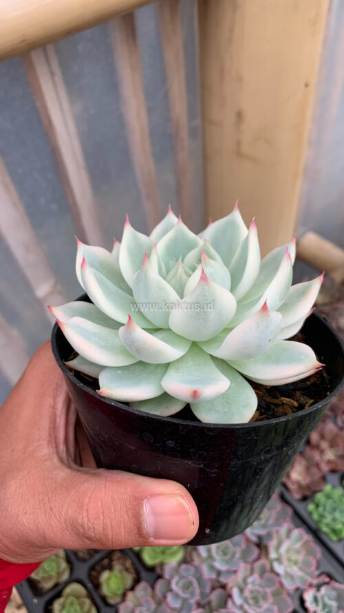 Echeveria Shimoyama Colorata Aurea Variegated / Echeveria Chihuahua Aurea Variegated, real gallery image #1 plants. Picture taken directly from kaktus.id community Echeveria farmer green houses.