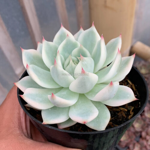 Echeveria Shimoyama Colorata Aurea Variegated / Echeveria Chihuahua Aurea Variegated, real gallery image #6 plants. Picture taken directly from kaktus.id community Echeveria farmer green houses.