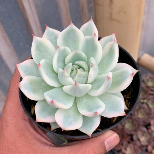 Echeveria Shimoyama Colorata Aurea Variegated / Echeveria Chihuahua Aurea Variegated, real gallery image #3 plants. Picture taken directly from kaktus.id community Echeveria farmer green houses.