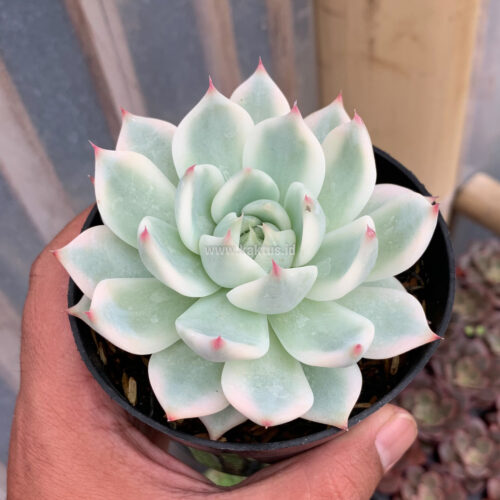 Echeveria Shimoyama Colorata Aurea Variegated / Echeveria Chihuahua Aurea Variegated, real gallery image #2 plants. Picture taken directly from kaktus.id community Echeveria farmer green houses.