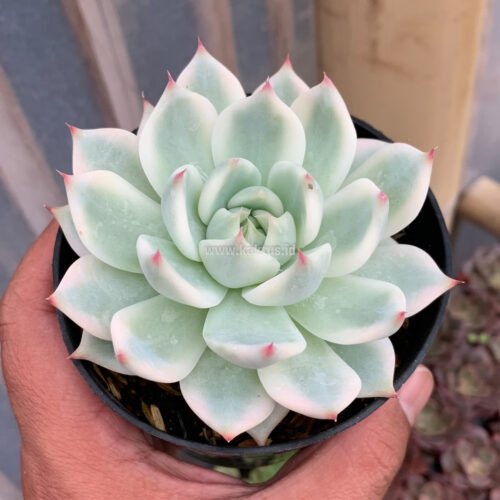 Echeveria Shimoyama Colorata Aurea Variegated / Echeveria Chihuahua Aurea Variegated, real gallery image #18 plants. Picture taken directly from kaktus.id community Echeveria farmer green houses.