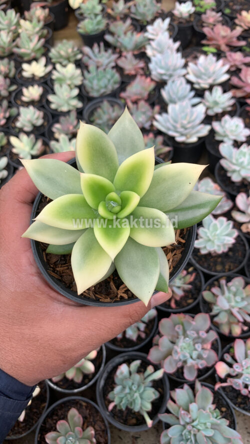 Echeveria Agavoides Ron Evans Variegated Size 12 Cm, real gallery image #8 plants. Picture taken directly from kaktus.id community Echeveria farmer green houses.