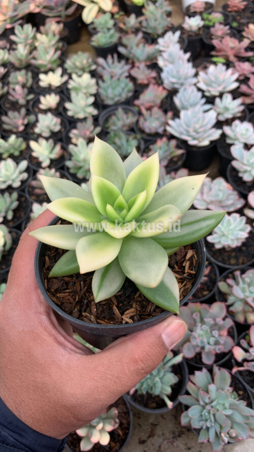 Echeveria Agavoides Ron Evans Variegated Size 12 Cm, real gallery image #7 plants. Picture taken directly from kaktus.id community Echeveria farmer green houses.
