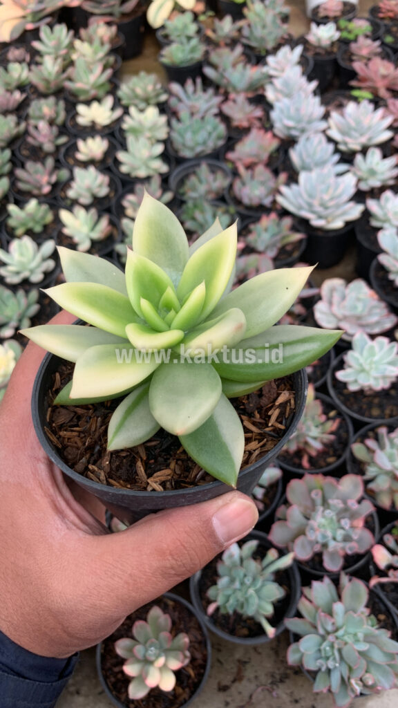kaktus.id