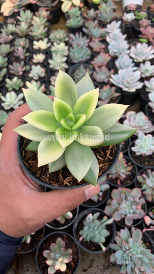Echeveria Agavoides Ron Evans Variegated Size 12 Cm, real gallery image #5 plants. Picture taken directly from kaktus.id community Echeveria farmer green houses.