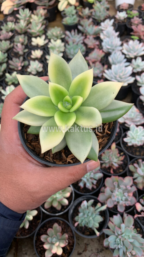 Echeveria Agavoides Ron Evans Variegated Size 12 Cm, real gallery image #4 plants. Picture taken directly from kaktus.id community Echeveria farmer green houses.