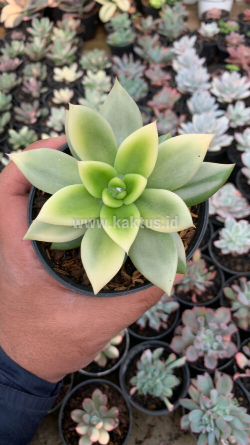 Echeveria Agavoides Ron Evans Variegated Size 12 Cm, real gallery image #3 plants. Picture taken directly from kaktus.id community Echeveria farmer green houses.