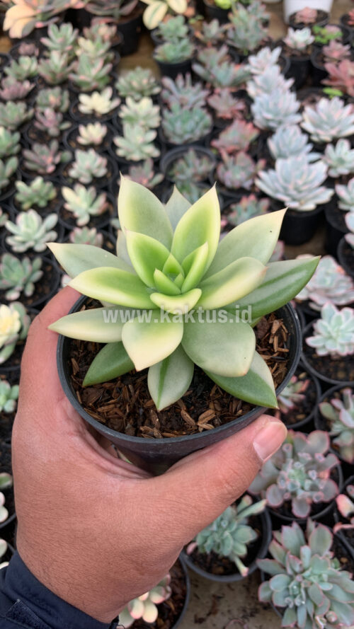 Echeveria Agavoides Ron Evans Variegated Size 12 Cm, real gallery image #2 plants. Picture taken directly from kaktus.id community Echeveria farmer green houses.
