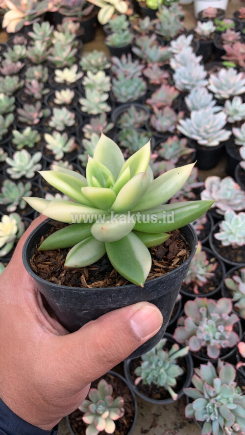 Echeveria Agavoides Ron Evans Variegated Size 12 Cm, real gallery image #1 plants. Picture taken directly from kaktus.id community Echeveria farmer green houses.