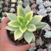Echeveria Agavoides Ron Evans Variegated Size 12 Cm, real feature image plant. Picture taken directly from kaktus.id community Echeveria farmer green houses.