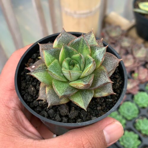 Echeveria Purpusorum Variegated, real gallery image #1 plants. Picture taken directly from kaktus.id community Echeveria farmer green houses.