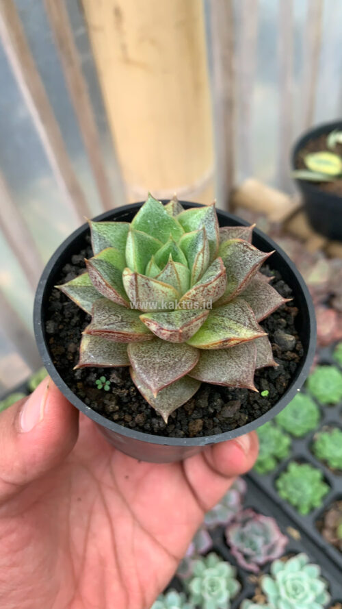 Echeveria Purpusorum Variegated, real gallery image #5 plants. Picture taken directly from kaktus.id community Echeveria farmer green houses.