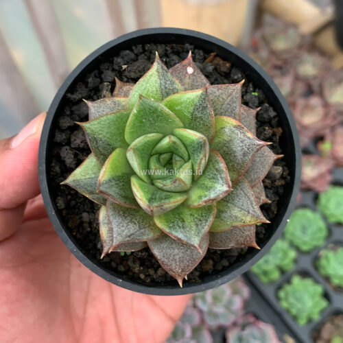 Echeveria Purpusorum Variegated, real gallery image #4 plants. Picture taken directly from kaktus.id community Echeveria farmer green houses.