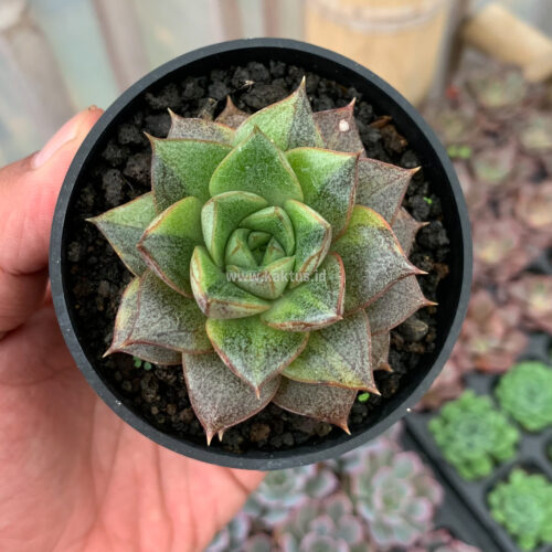 Echeveria Purpusorum Variegated, real gallery image #3 plants. Picture taken directly from kaktus.id community Echeveria farmer green houses.