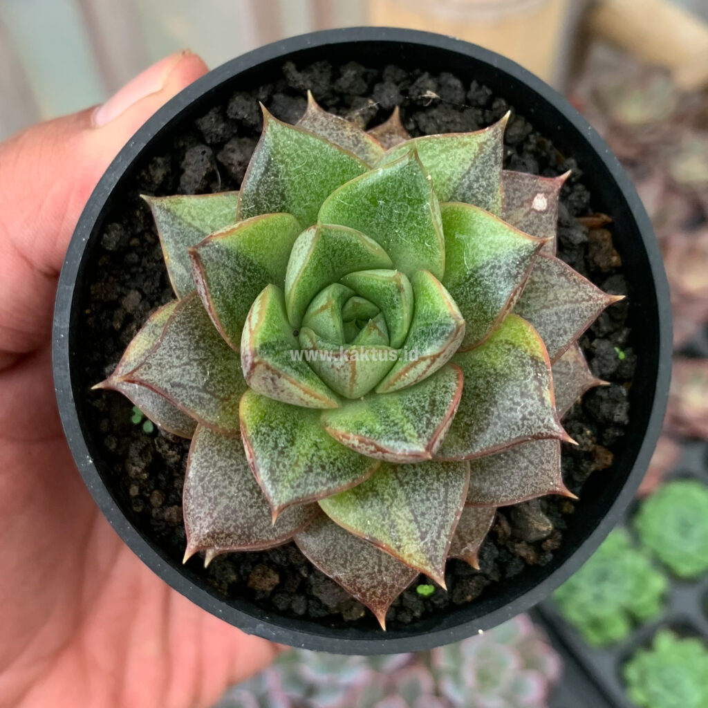 kaktus.id