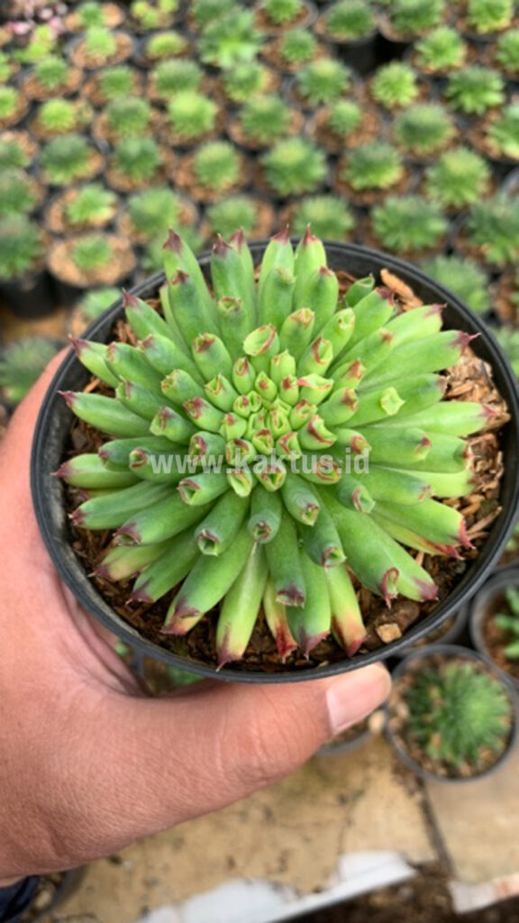 kaktus.id
