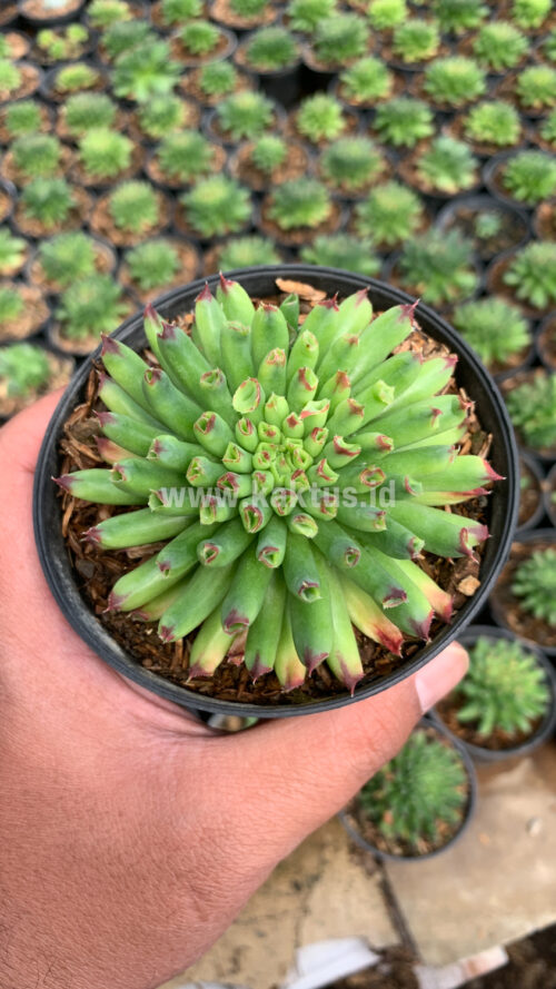 Sempervivum Tectorum Oddity, real gallery image #1 plants. Picture taken directly from kaktus.id community Sempervivum farmer green houses.