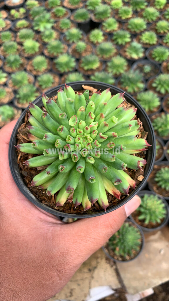 kaktus.id