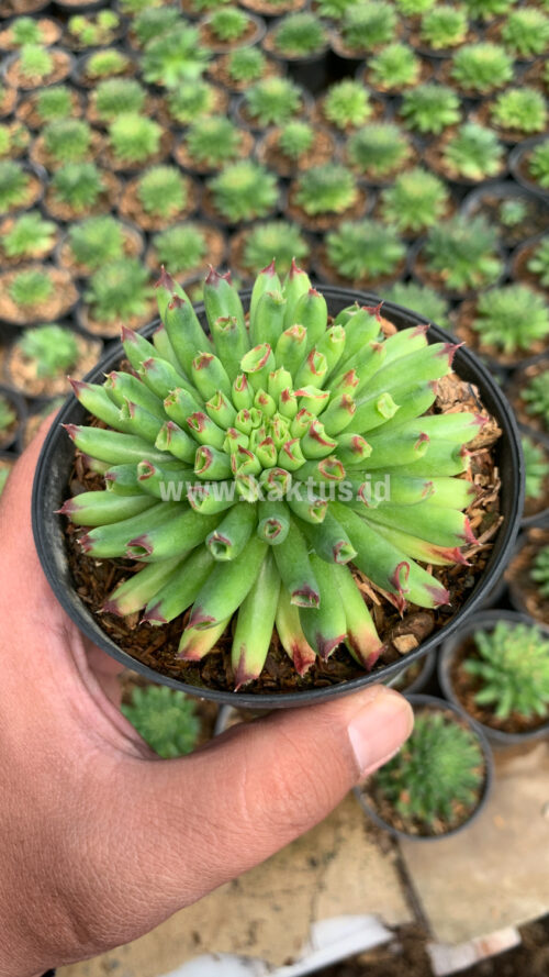 Sempervivum Tectorum Oddity, real gallery image #3 plants. Picture taken directly from kaktus.id community Sempervivum farmer green houses.