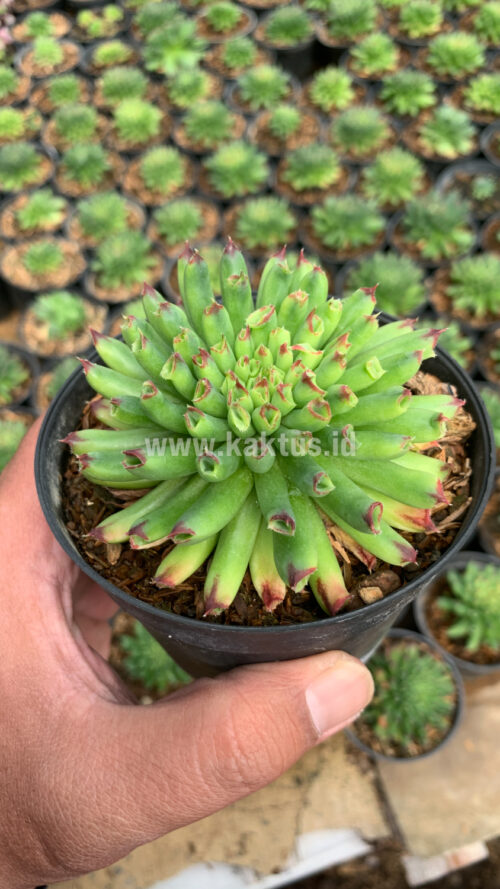 Sempervivum Tectorum Oddity, real gallery image #4 plants. Picture taken directly from kaktus.id community Sempervivum farmer green houses.