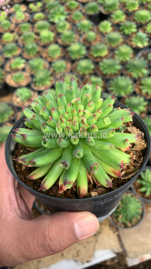 Sempervivum Tectorum Oddity, real gallery image #5 plants. Picture taken directly from kaktus.id community Sempervivum farmer green houses.