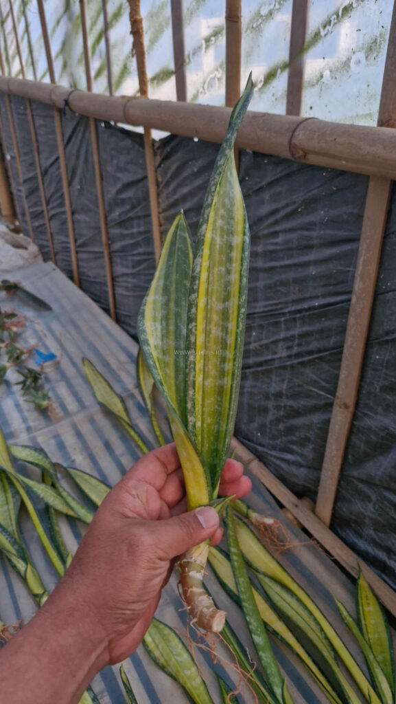 kaktus.id