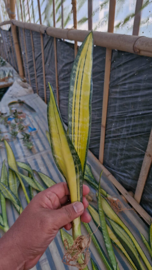 Sansevieria Golden Forscate / Sansevieria California, real gallery image #4 plants. Picture taken directly from kaktus.id community Sansevieria farmer green houses.