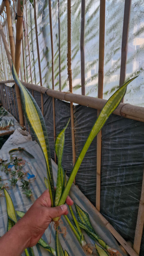 Sansevieria Golden Forscate / Sansevieria California, real gallery image #8 plants. Picture taken directly from kaktus.id community Sansevieria farmer green houses.