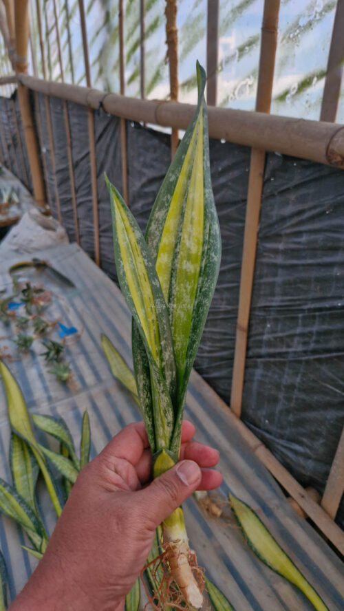 Sansevieria Golden Forscate / Sansevieria California, real gallery image #9 plants. Picture taken directly from kaktus.id community Sansevieria farmer green houses.