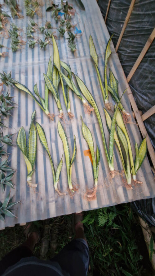 Sansevieria Golden Forscate / Sansevieria California, real gallery image #7 plants. Picture taken directly from kaktus.id community Sansevieria farmer green houses.