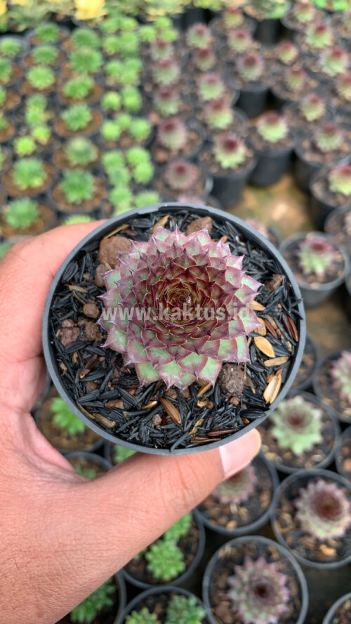 Sempervivum Lion King, real gallery image #8 plants. Picture taken directly from kaktus.id community Sempervivum farmer green houses.